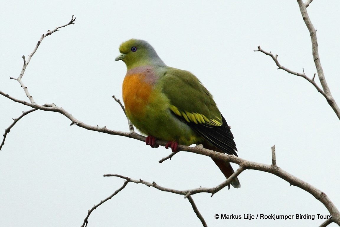 Orange-breasted Green-Pigeon - Markus Lilje