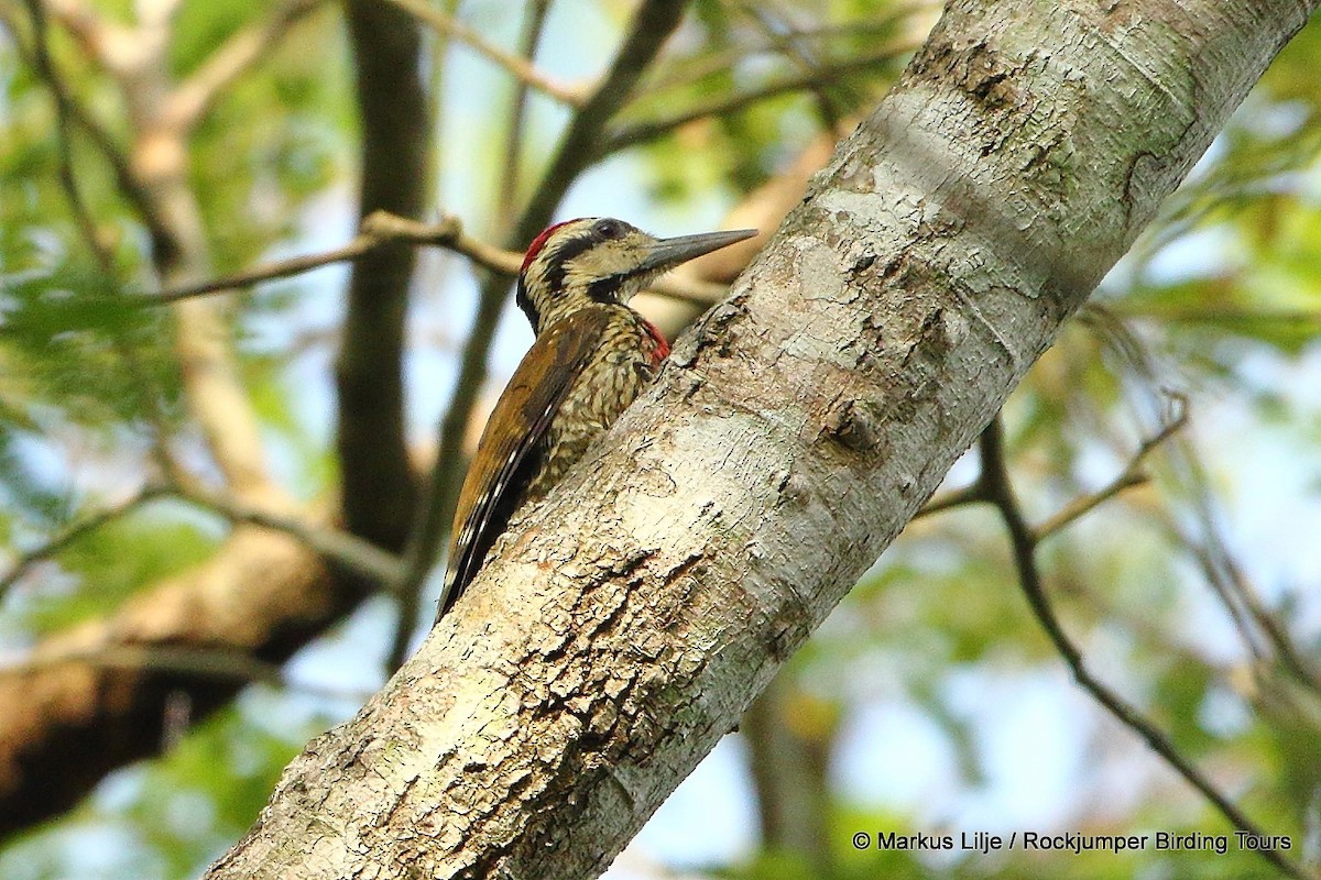 Fire-bellied Woodpecker - Markus Lilje