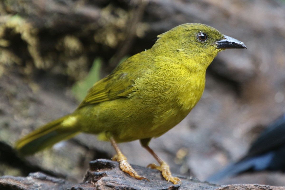 Olive-green Tanager - ML71114621