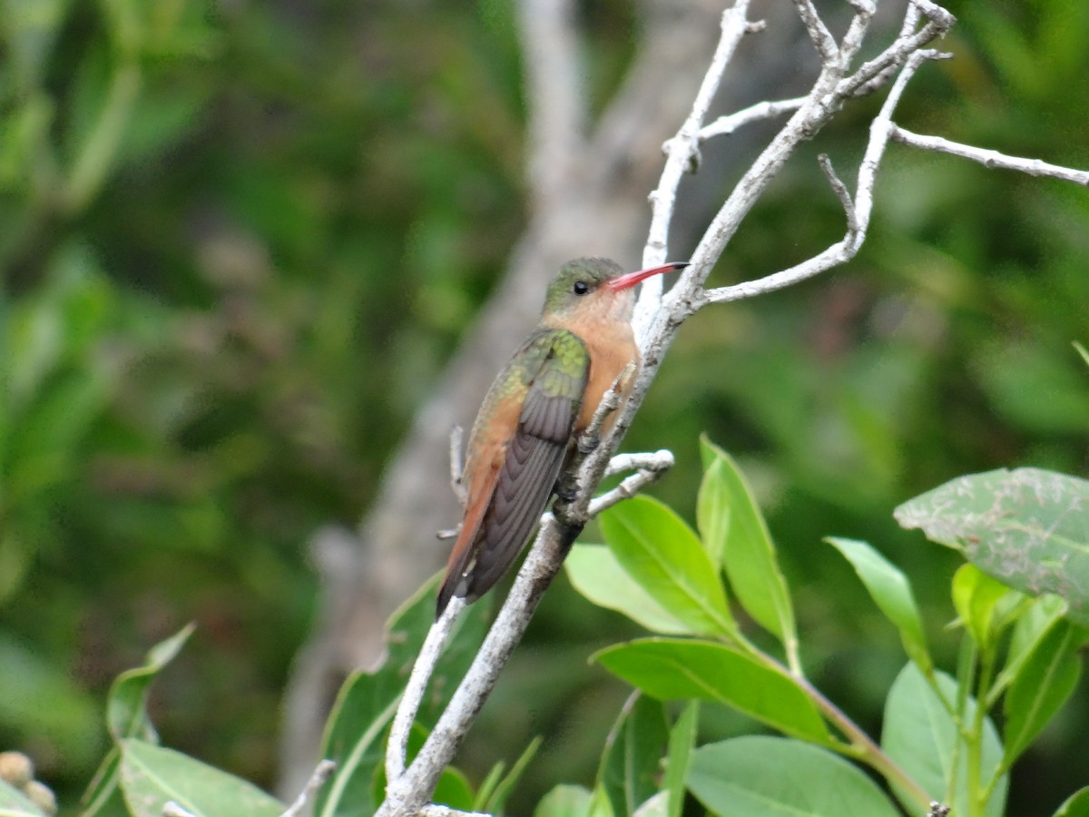 Cinnamon Hummingbird - Ramón  Trinchan Guerra