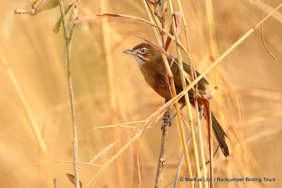 Moustached Grass-Warbler - ML711152