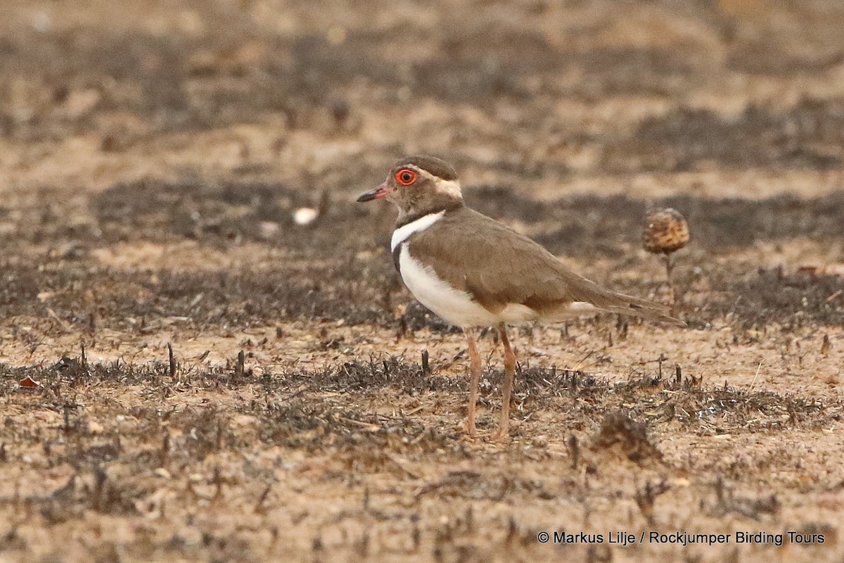 Forbes's Plover - ML711154