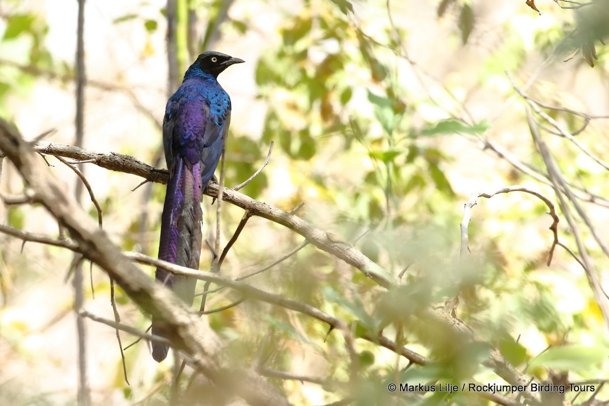 Long-tailed Glossy Starling - ML711155