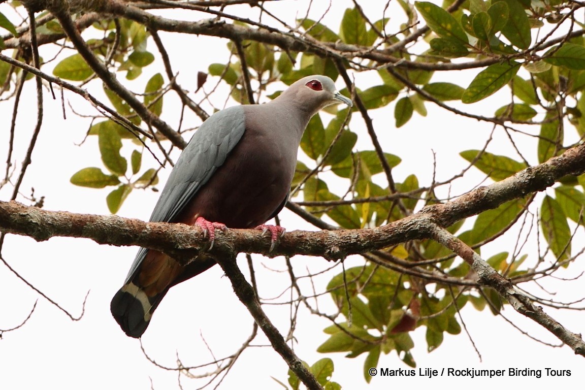 Pinon's Imperial-Pigeon (Gray-headed) - Markus Lilje