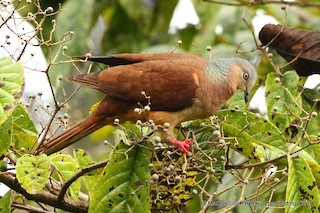 Amboyna Cuckoo-Dove, ML711178