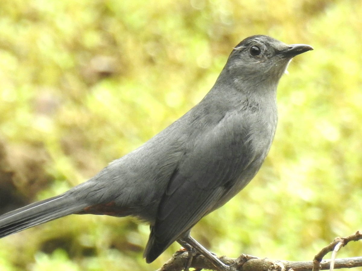 Gray Catbird - deborah grimes