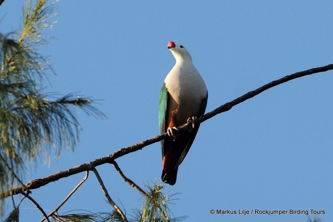 Red-knobbed Imperial-Pigeon (Pink-necked) - ML711195