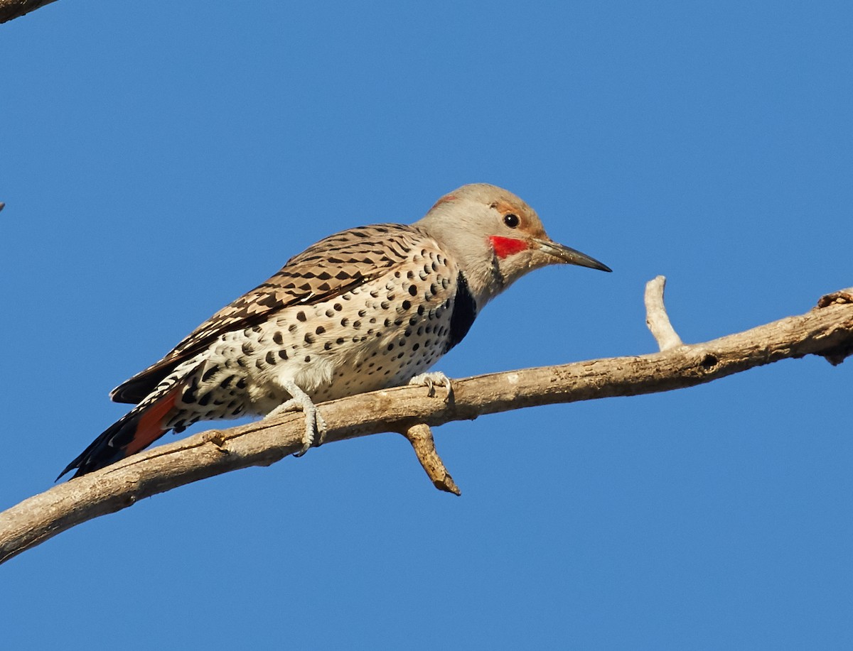 Northern Flicker (Yellow-shafted x Red-shafted) - Brooke Miller