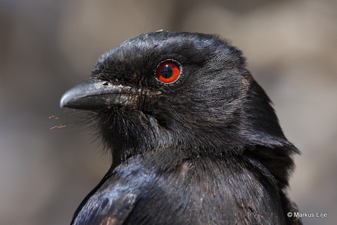 Fork-tailed Drongo (Clancey's) - ML711216
