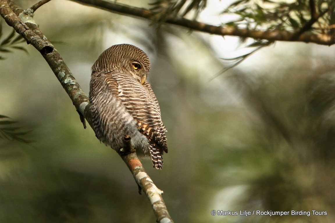 Jungle Owlet - Markus Lilje