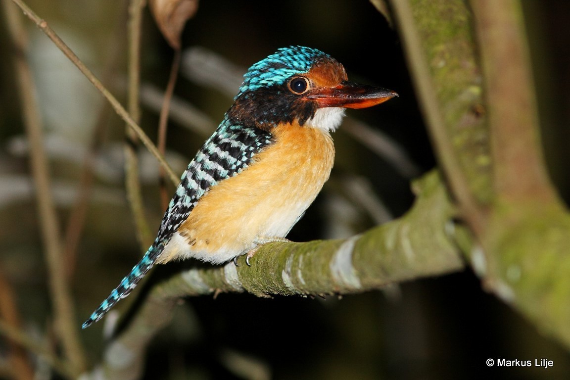 Banded Kingfisher (Black-faced) - ML711227