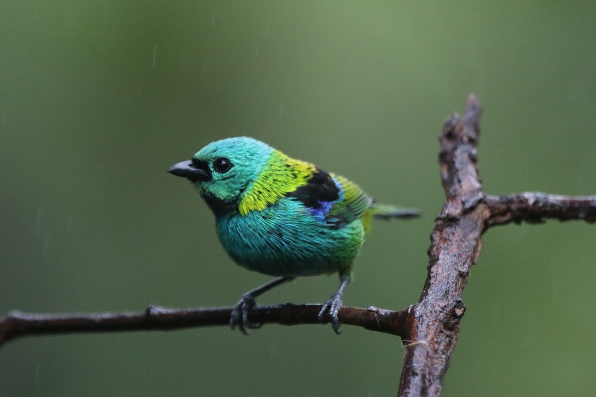 Green-headed Tanager - ML71123701