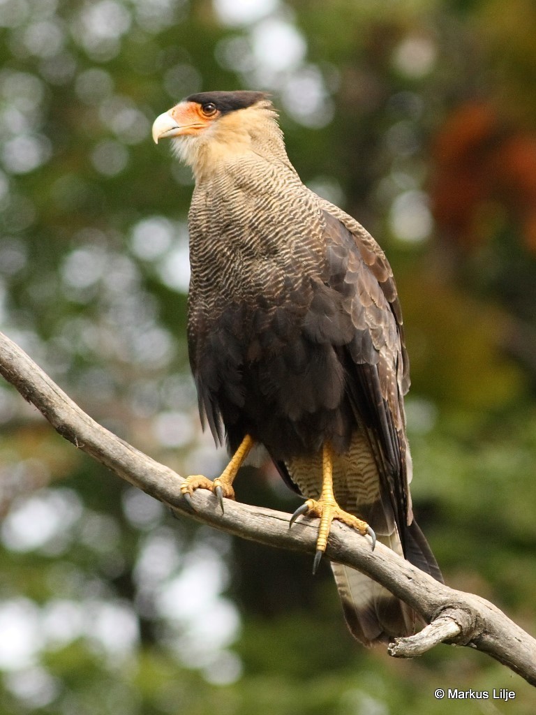 Crested Caracara (Southern) - ML711241
