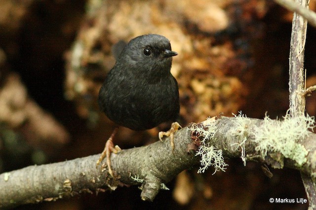 Adult frontal view. - Magellanic Tapaculo - 