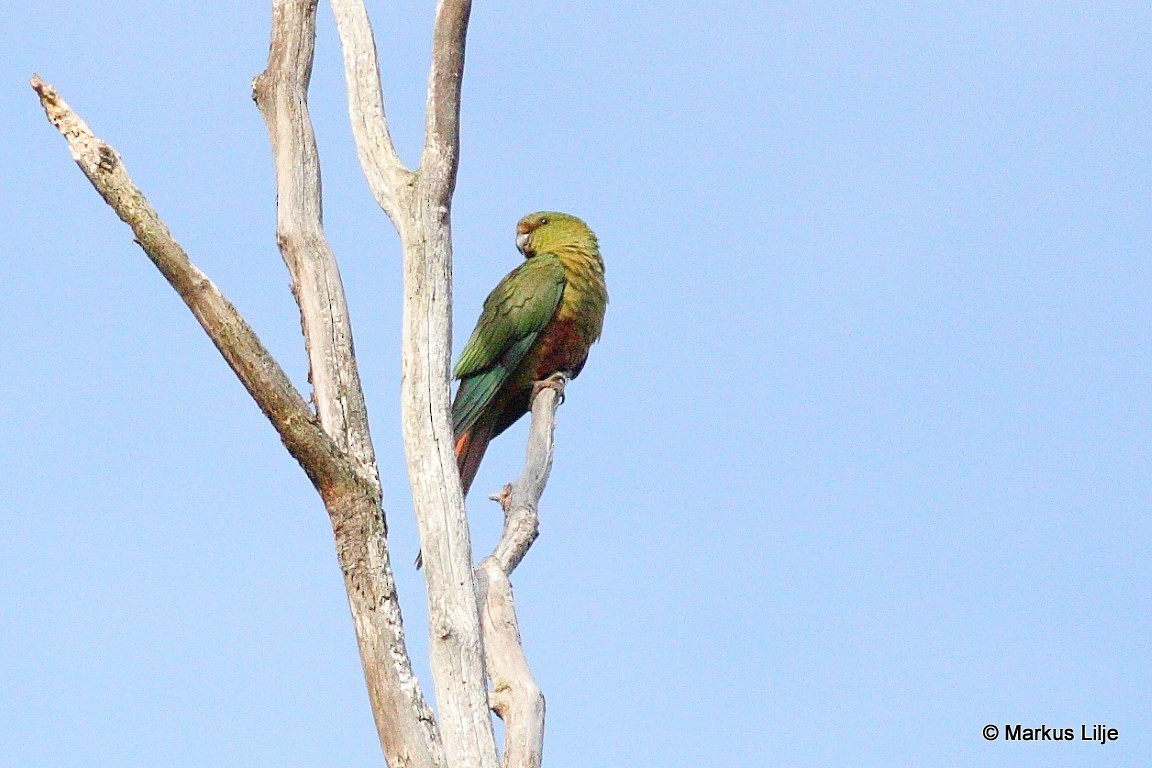 Austral Parakeet - Markus Lilje