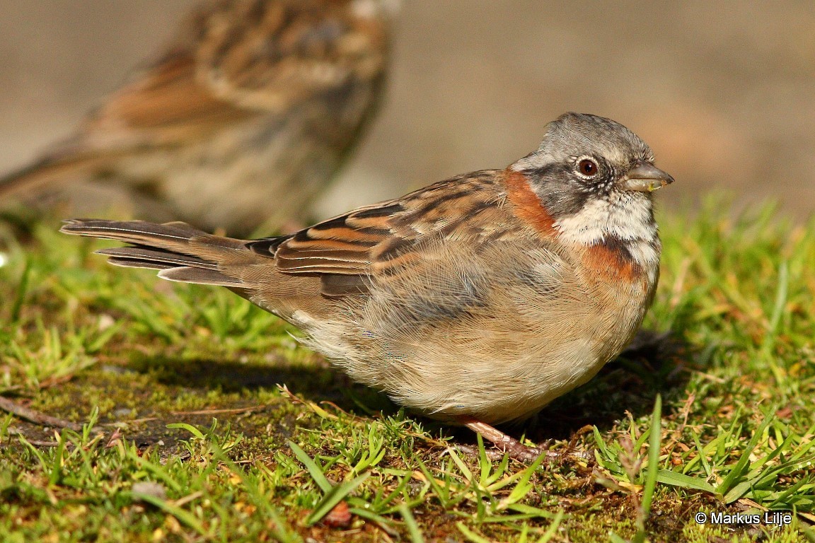 Rufous-collared Sparrow (Patagonian) - Markus Lilje