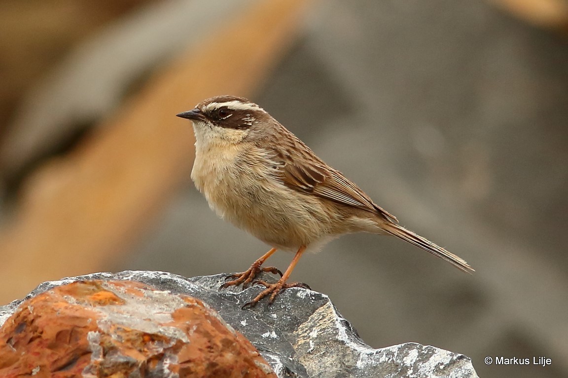 Brown Accentor - ML711272