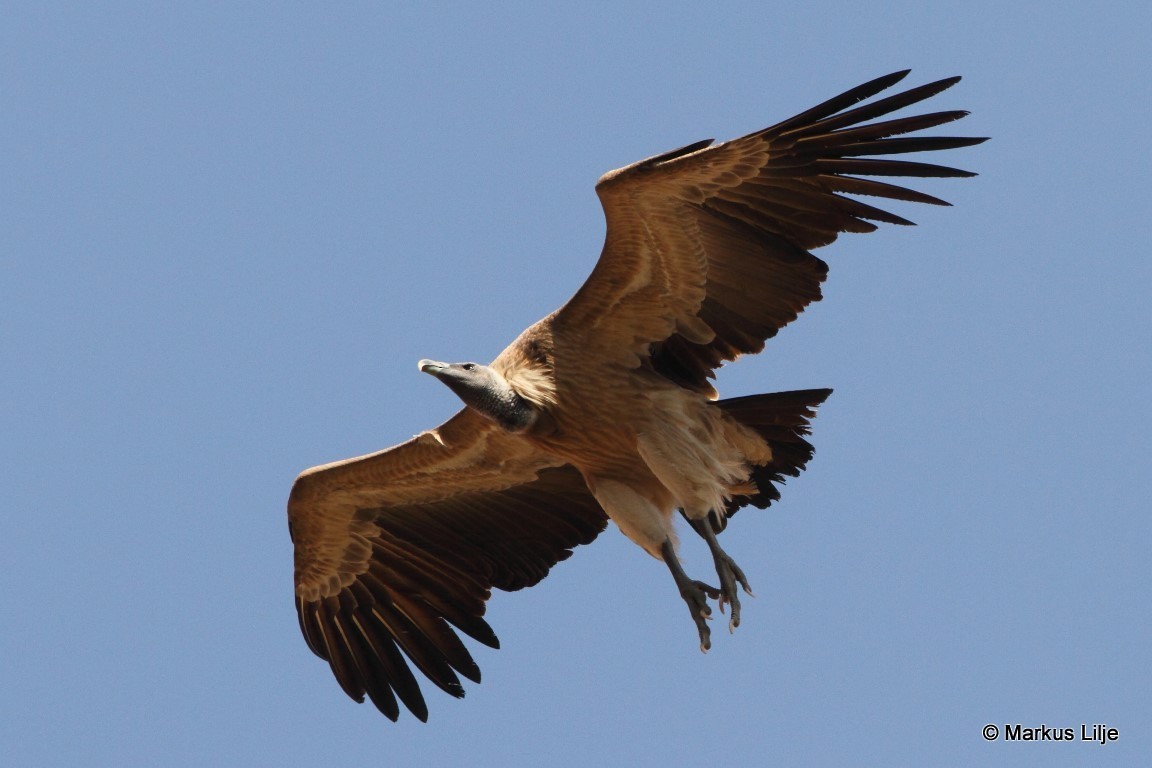 Indian Vulture - Markus Lilje