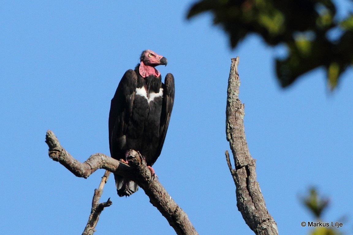 Red-headed Vulture - ML711292