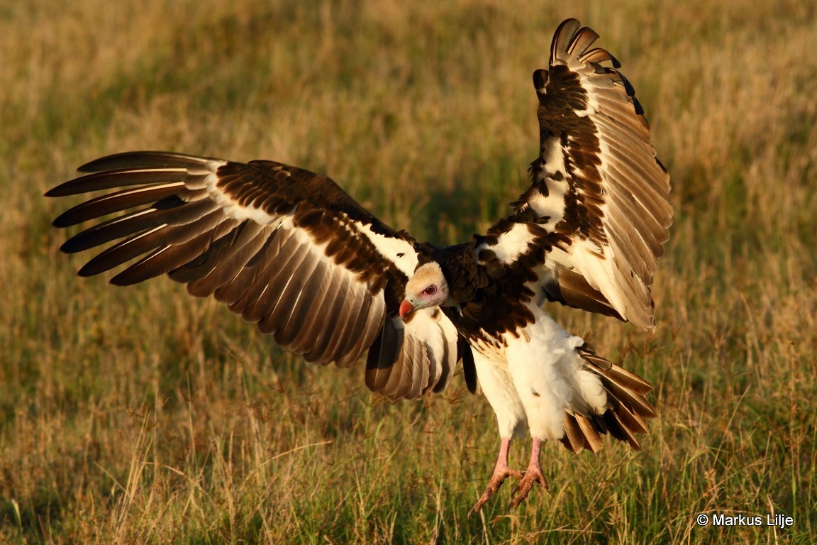 White-headed Vulture - Markus Lilje