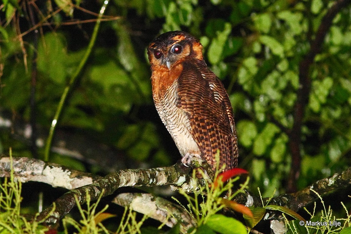 Brown Wood-Owl (Bornean) - Markus Lilje