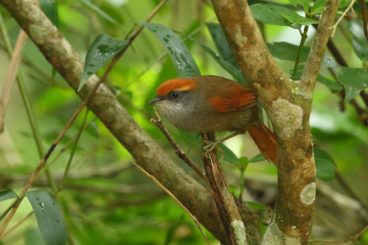 Rufous-capped Spinetail - Josef Widmer