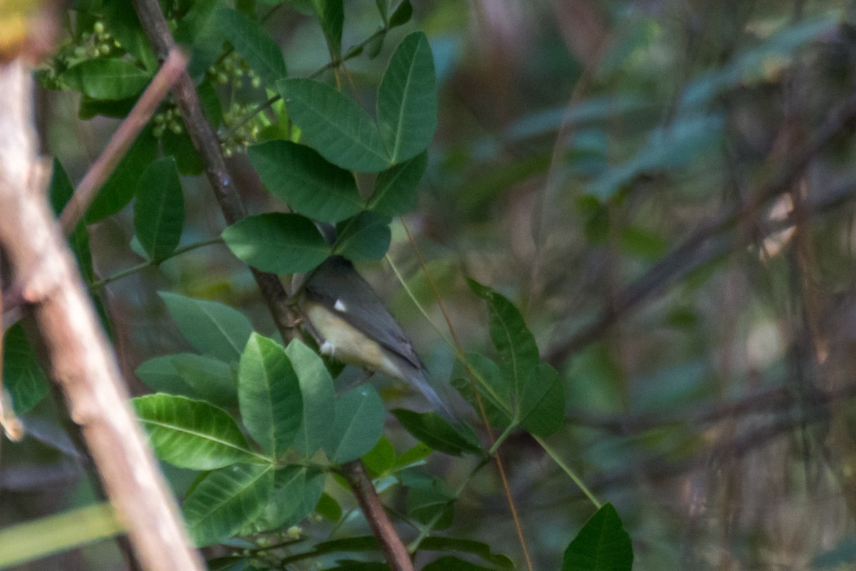 Black-throated Blue Warbler - ML71131851