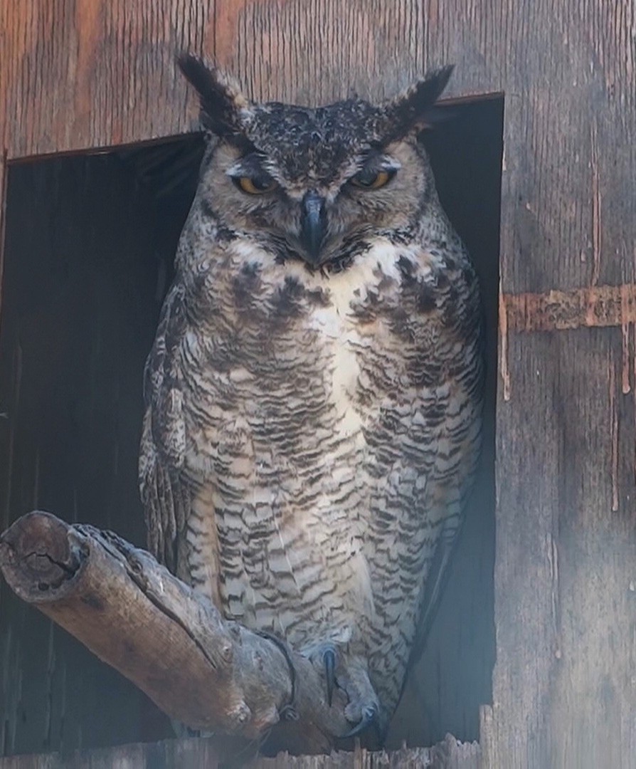 Great Horned Owl - Hector Ceballos-Lascurain