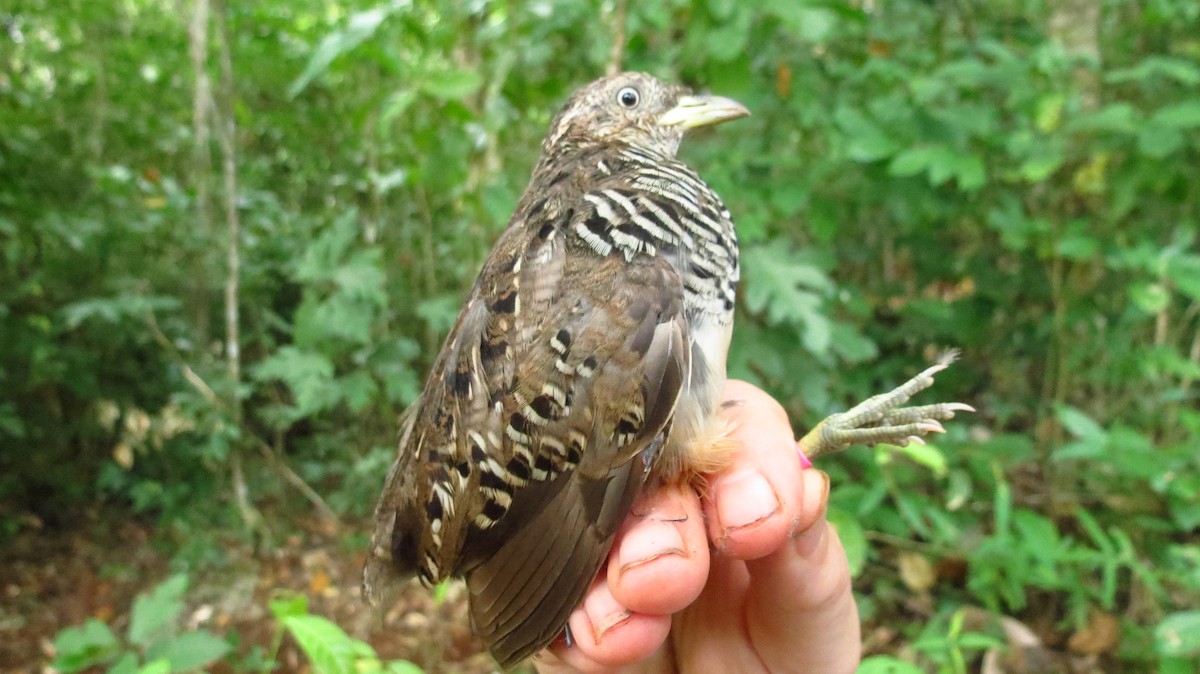 Barred Buttonquail - Opwall Indonesia