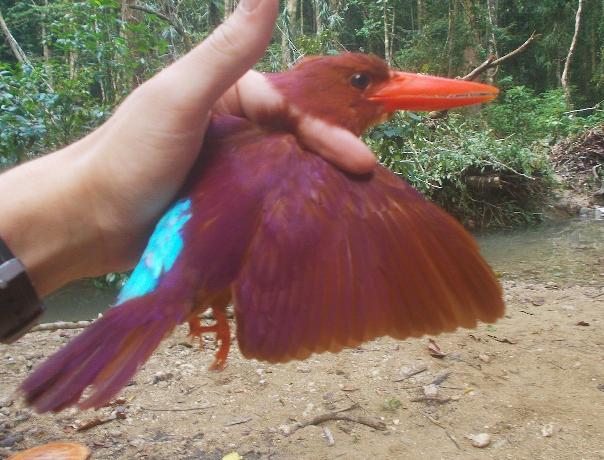 Ruddy Kingfisher - Opwall Indonesia