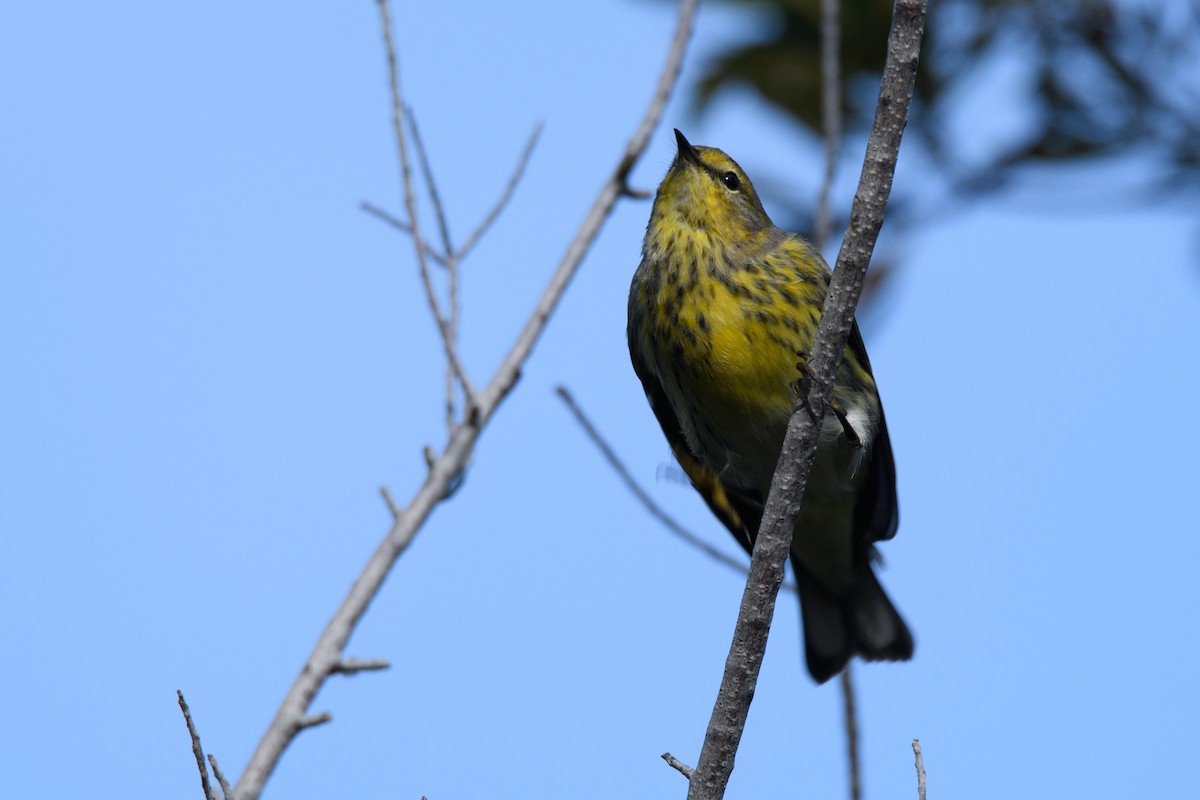 Cape May Warbler - ML71134731