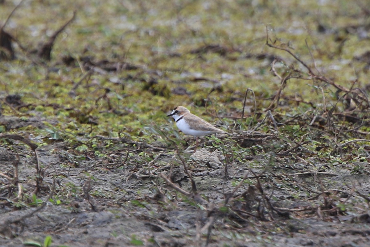 Collared Plover - ML71135861
