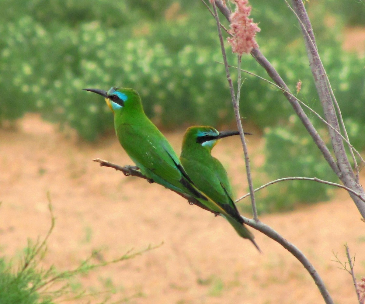 Blue-cheeked Bee-eater - Tom Martin