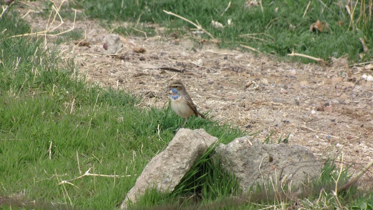 Bluethroat (Red-spotted) - ML711365