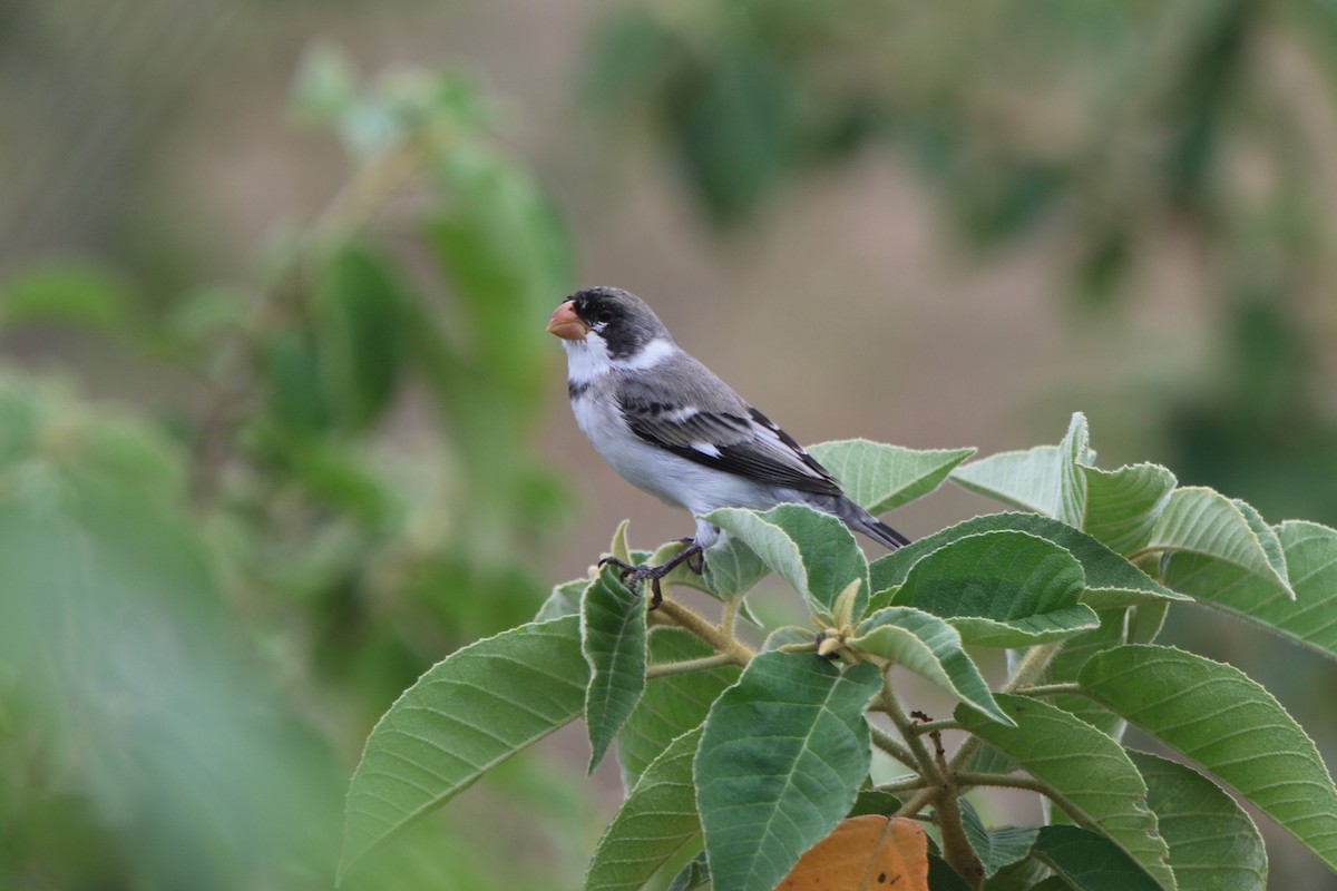 White-throated Seedeater - ML71136701