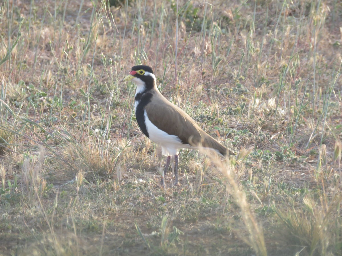 Banded Lapwing - ML71137011