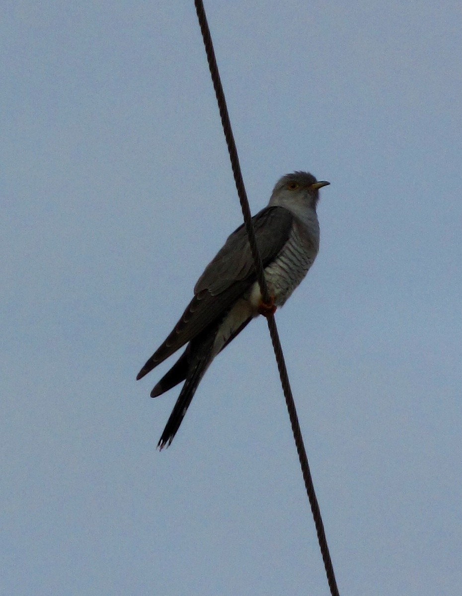 Common Cuckoo - ML711373