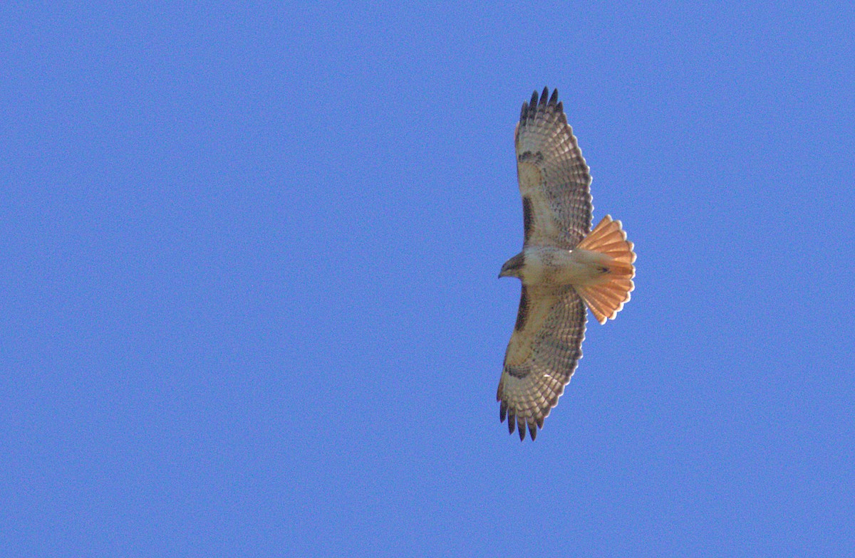 Red-tailed Hawk - Curtis Marantz