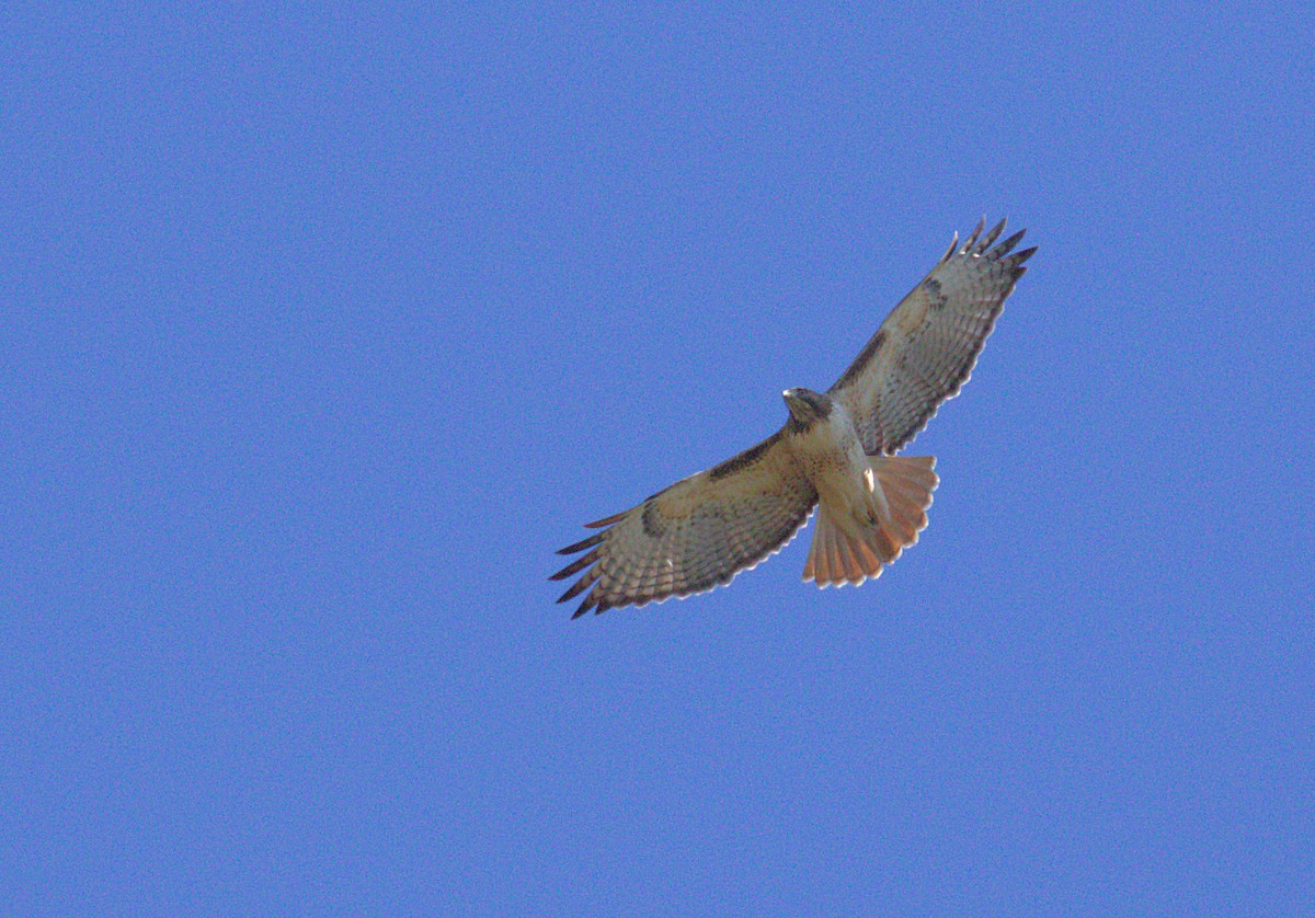 Red-tailed Hawk - ML71137741