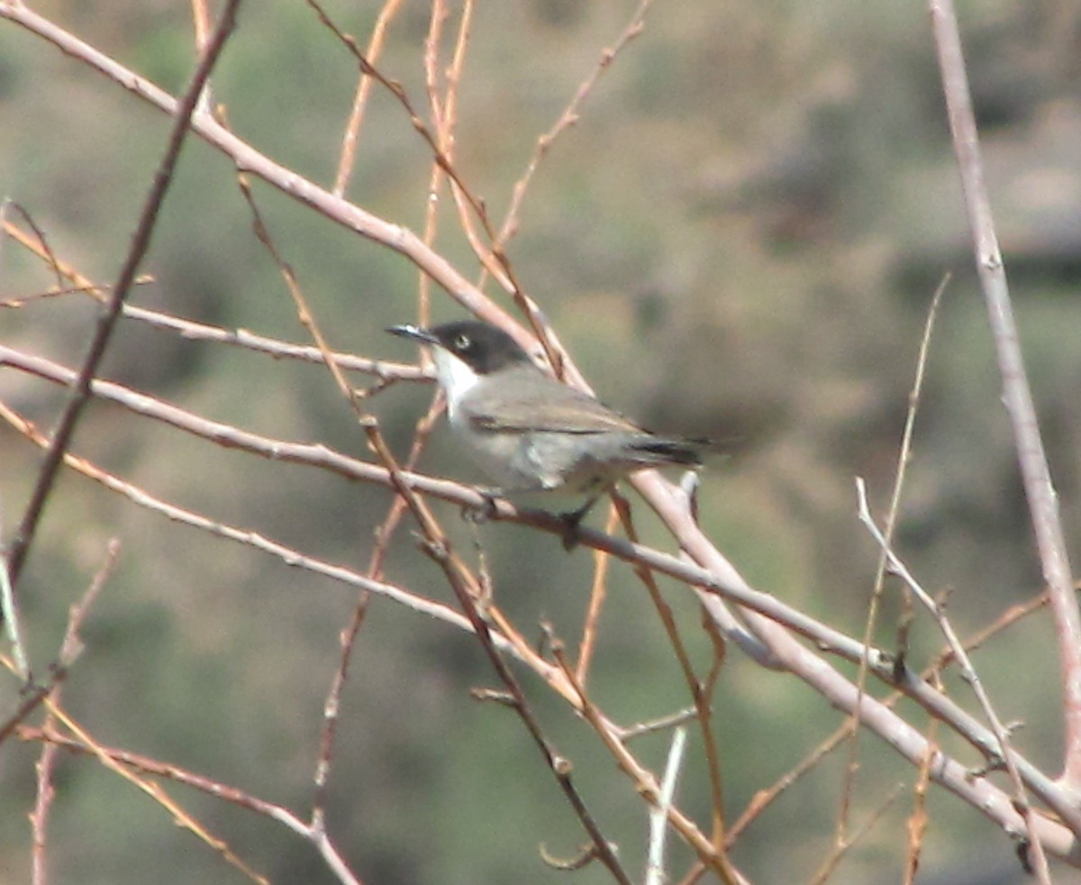 Eastern Orphean Warbler - ML711385