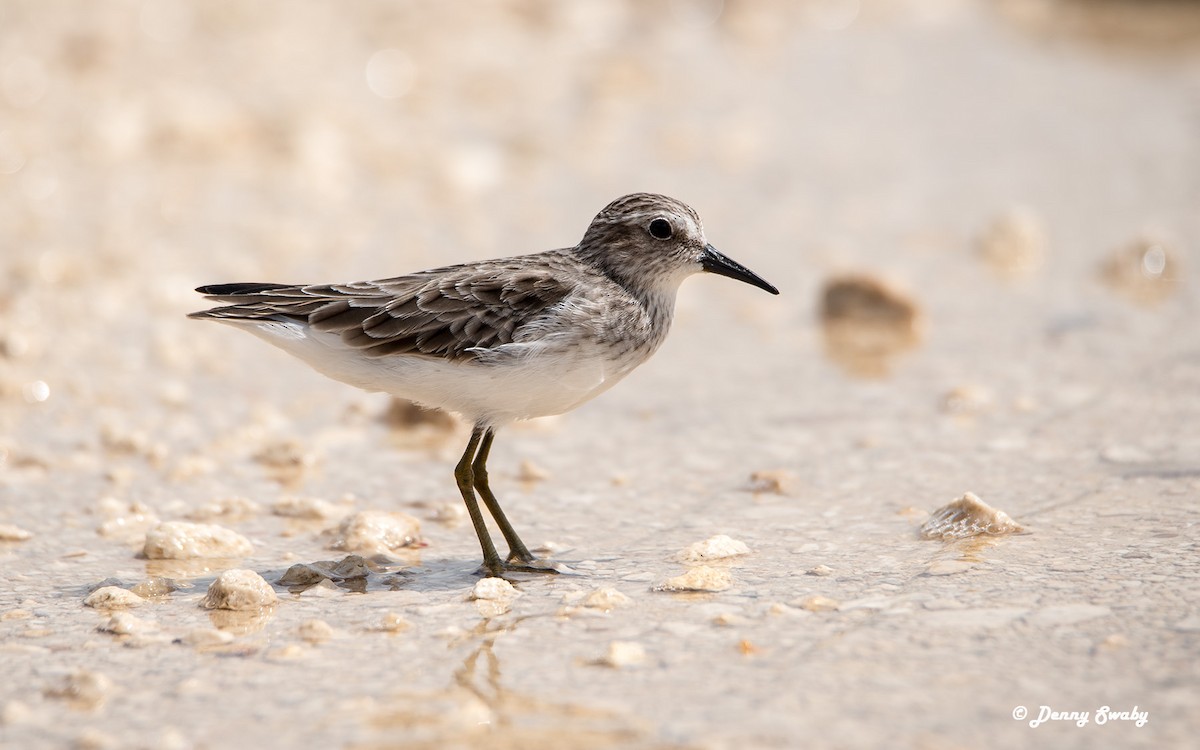 Least Sandpiper - Denny Swaby