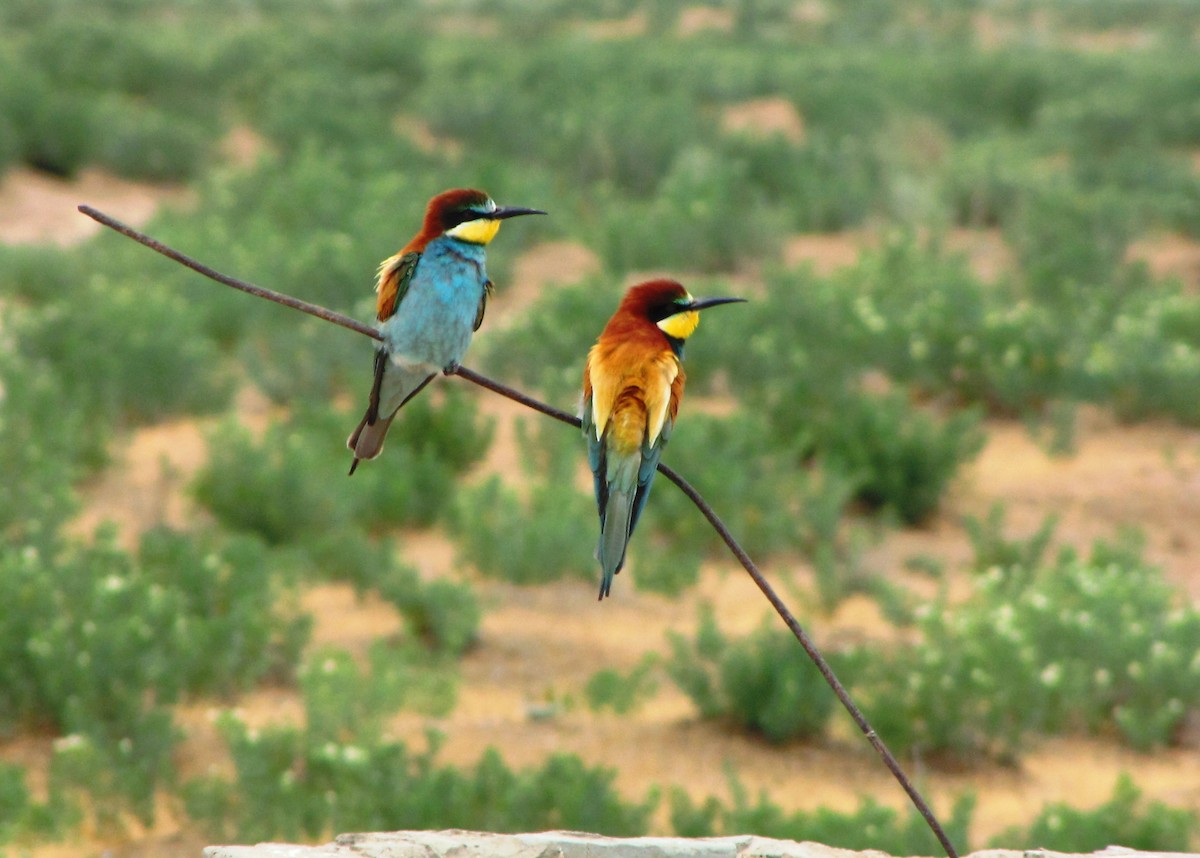 European Bee-eater - Tom Martin