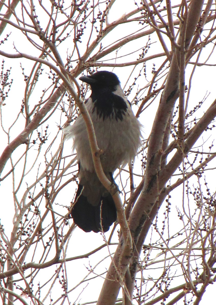 Hooded Crow (Hooded) - ML711402