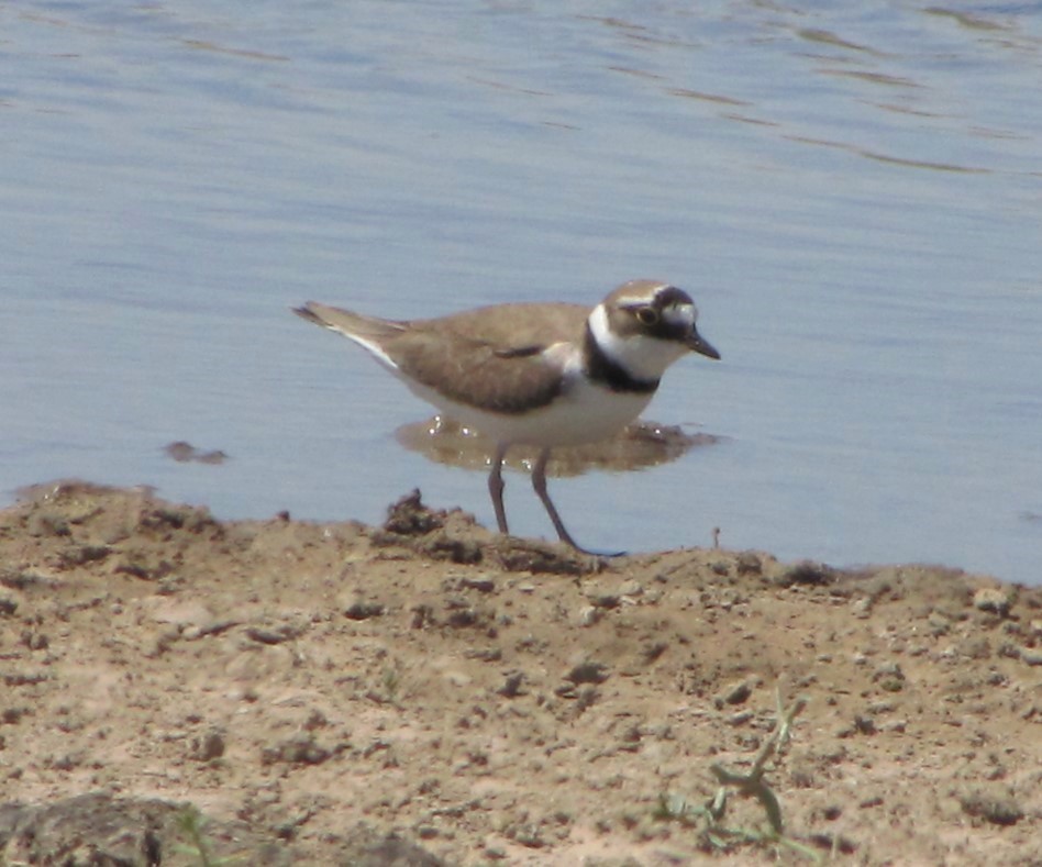 Little Ringed Plover (curonicus) - Tom Martin