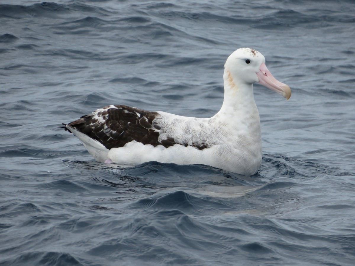 Antipodean Albatross (Gibson's) - Jesse Golden