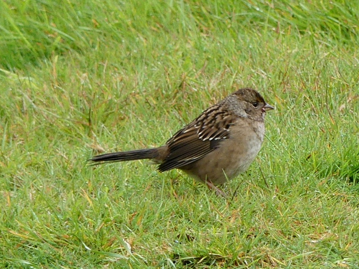 Golden-crowned Sparrow - ML71142461