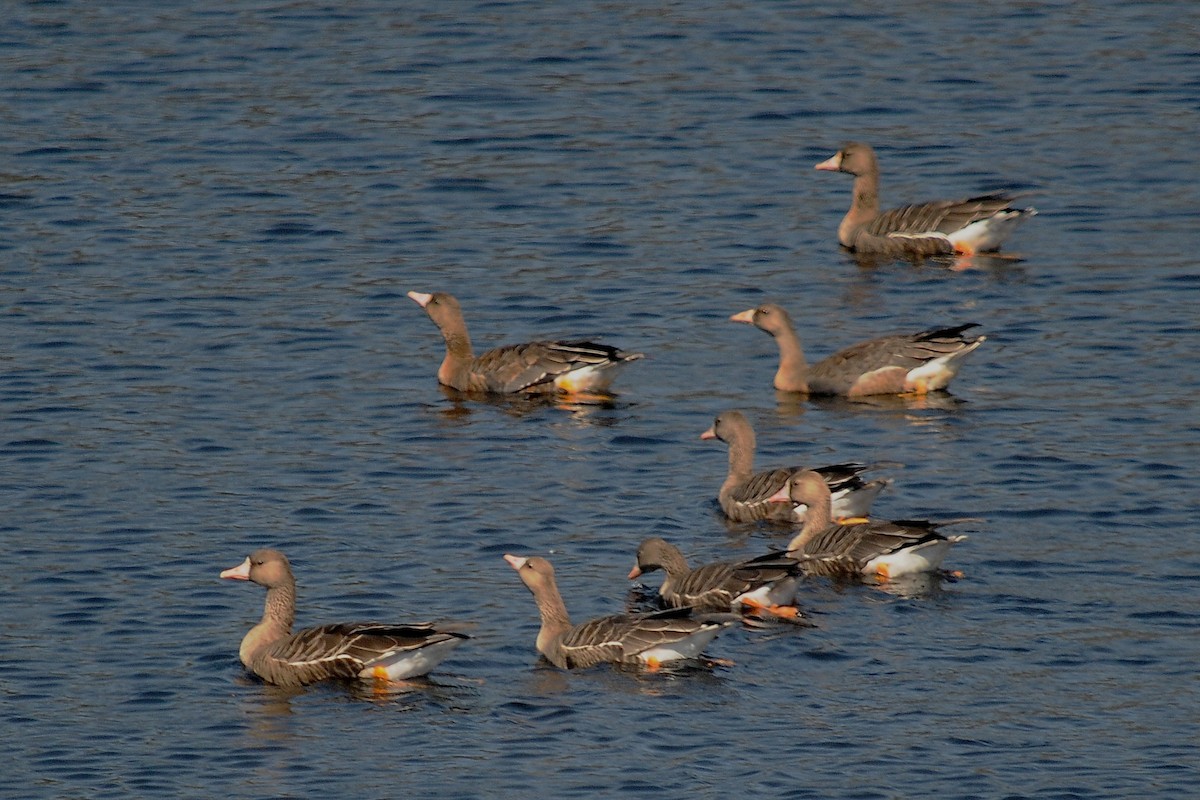Greater White-fronted Goose - John Doty