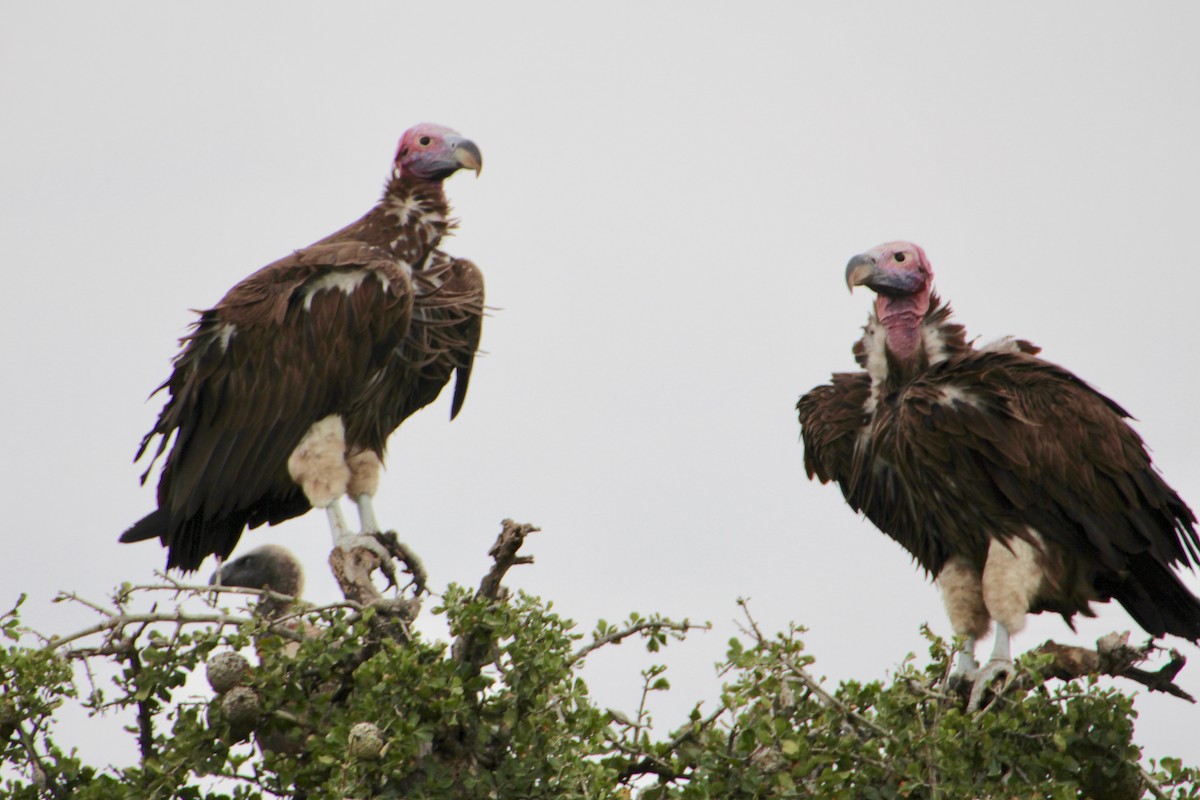 Lappet-faced Vulture - ML71144661