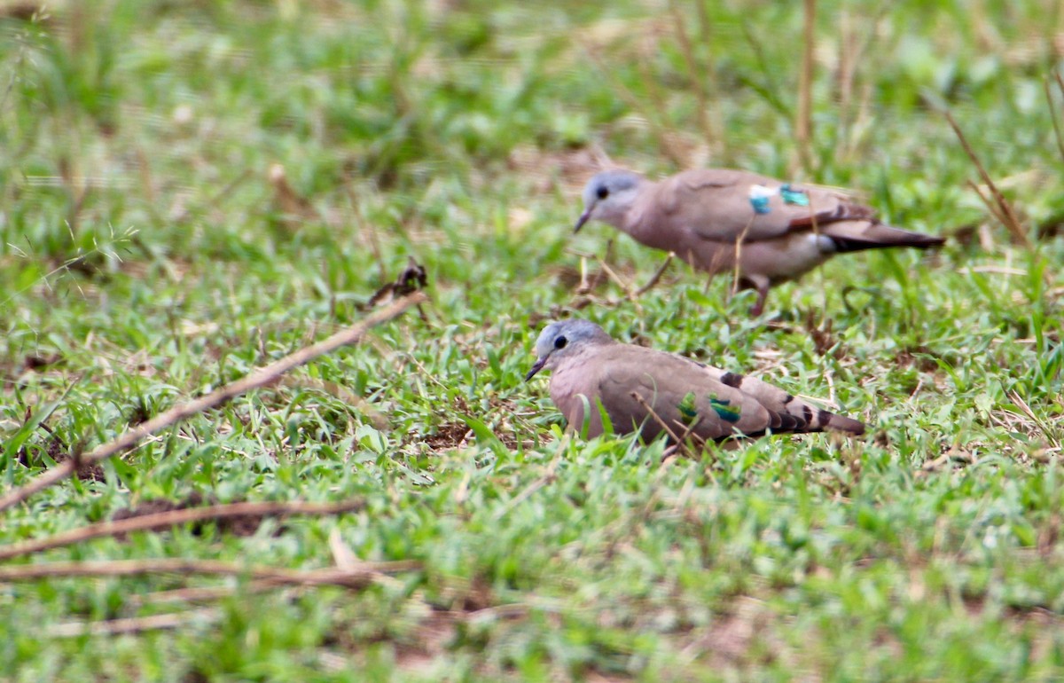 Emerald-spotted Wood-Dove - ML71145141