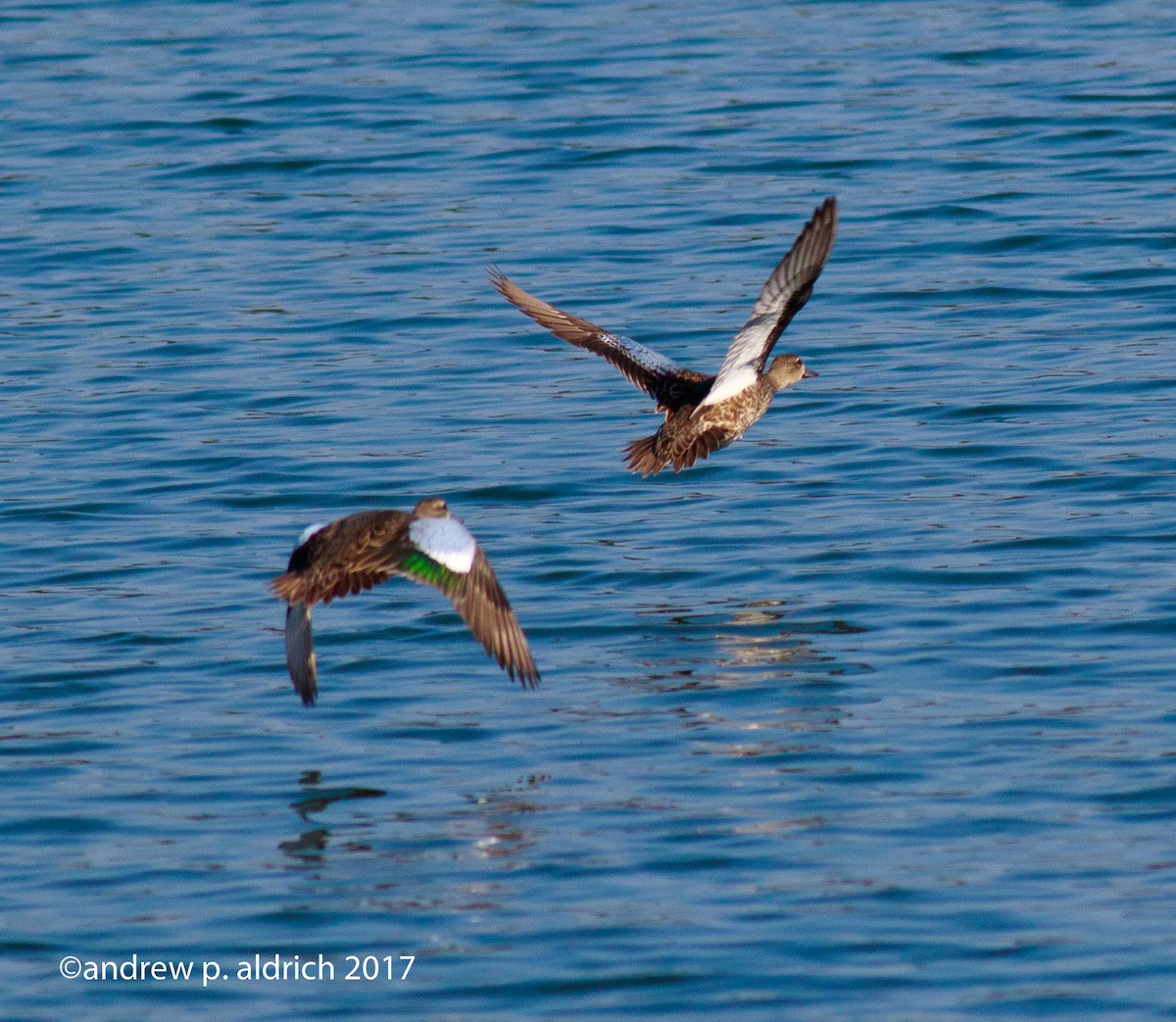 Blue-winged Teal - andrew aldrich